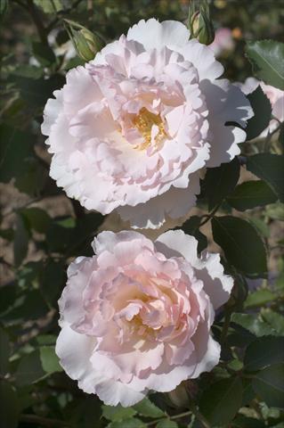photo of flower to be used as: Bedding / border plant Rosa rampicante Gpt Nirvana®