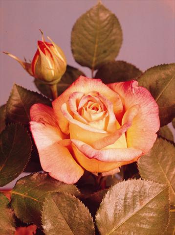 photo of flower to be used as: Pot and bedding Rosa floribunda Mme A. Meilland®  (Gioia, Peace)