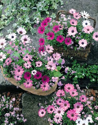 photo of flower to be used as: Bedding / border plant Osteospermum Passion Mix