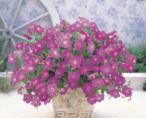 photo of flower to be used as: Basket / Pot Petunia x hybrida Opera Supreme F1