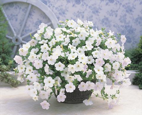 photo of flower to be used as: Basket / Pot Petunia x hybrida Opera Supreme F1