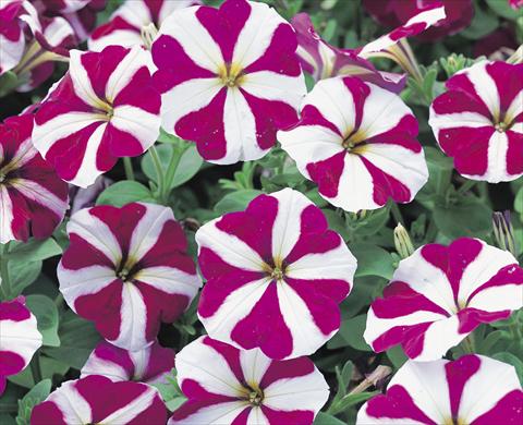 photo of flower to be used as: Bedding / border plant Petunia x hybrida Symphony Burgundy Star F1