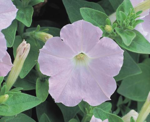 photo of flower to be used as: Bedding / border plant Petunia x hybrida Symphony Chiffon F1