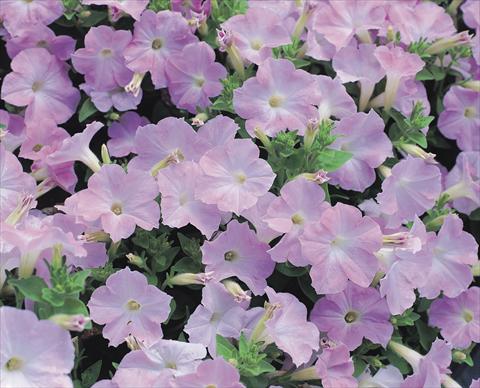 photo of flower to be used as: Bedding / border plant Petunia x hybrida Symphony Lavender Pink F1