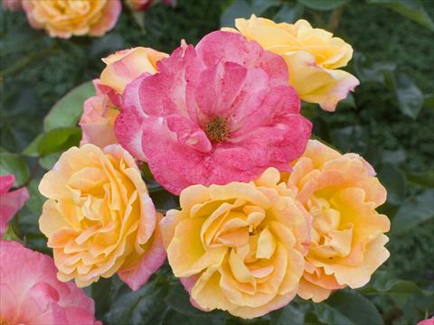 photo of flower to be used as: Pot and bedding Rosa floribunda Tzigane®