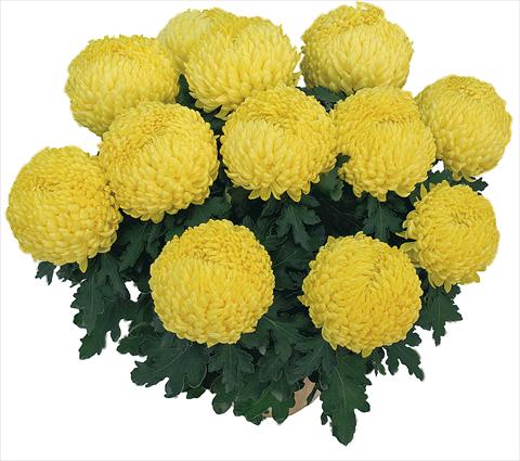 photo of flower to be used as: Pot Chrysanthemum Bouldor Jaune