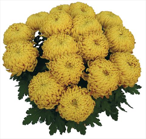 photo of flower to be used as: Pot Chrysanthemum Corola Dore