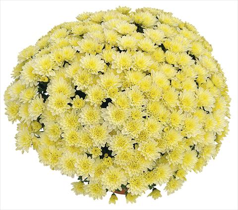 photo of flower to be used as: Pot Chrysanthemum Soda Vanille