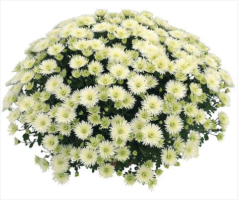 photo of flower to be used as: Pot Chrysanthemum Vinci Blanc