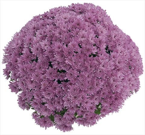 photo of flower to be used as: Pot Chrysanthemum Yahou Prune