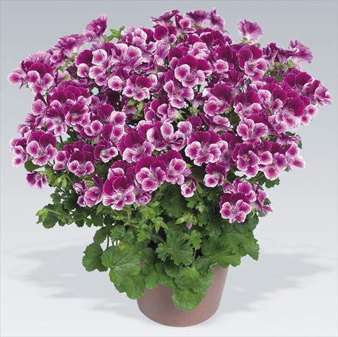 photo of flower to be used as: Pot Pelargonium grandiflorum pac® Angeleyes® Burgundy Red