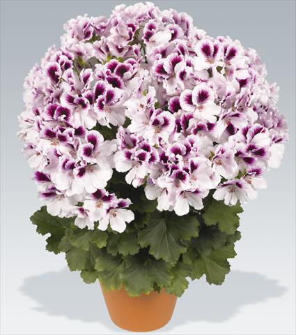photo of flower to be used as: Pot Pelargonium grandiflorum pac® Aristo® Petticoat