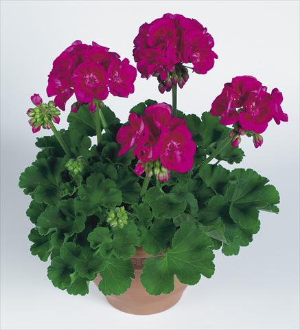 photo of flower to be used as: Pot Pelargonium zonale pac® Flower Fairy Berry®