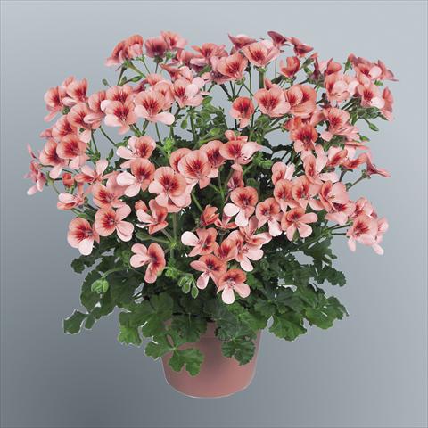 photo of flower to be used as: Pot Pelargonium grandiflorum pac® Angeleyes® Orange