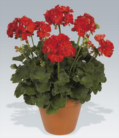 photo of flower to be used as: Pot Pelargonium zonale pac® Hidemi