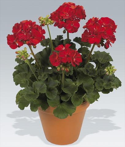 photo of flower to be used as: Pot Pelargonium zonale pac® Victor Improved