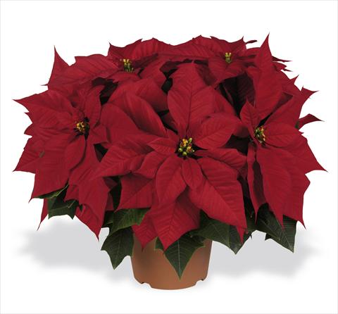 photo of flower to be used as: Pot Poinsettia - Euphorbia pulcherrima RED FOX Champion Red