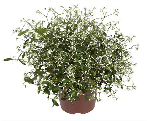 photo of flower to be used as: Pot, bedding, patio, basket Chameasyce hypericifolia RED FOX Silver Fog