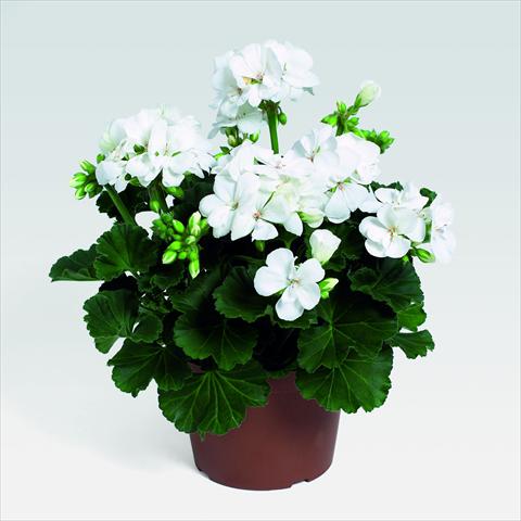 photo of flower to be used as: Pot, bedding, patio Pelargonium zonale RED FOX Savannah White