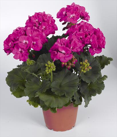 photo of flower to be used as: Pot, bedding, patio Pelargonium zonale RED FOX Savannah Blue