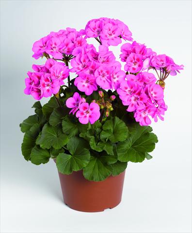 photo of flower to be used as: Pot, bedding, patio Pelargonium zonale RED FOX Savannah Pink