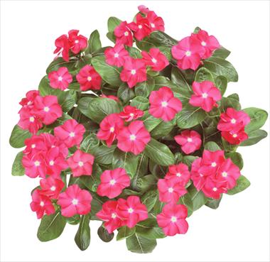 photo of flower to be used as: Basket / Pot Catharanthus roseus - Vinca Galaxy® Cherry