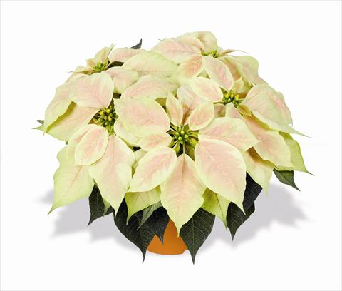 photo of flower to be used as: Basket / Pot Poinsettia - Euphorbia pulcherrima RED FOX Infinity Marble