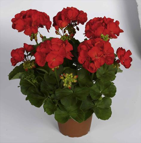 photo of flower to be used as: Pot Pelargonium zonale RED FOX Survivor Scarlet