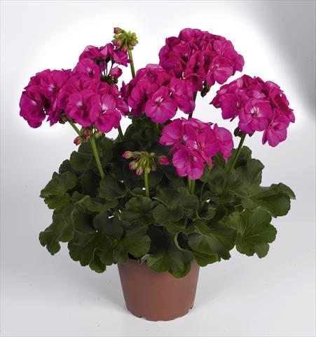 photo of flower to be used as: Pot Pelargonium zonale RED FOX Survivor Lilac Charme
