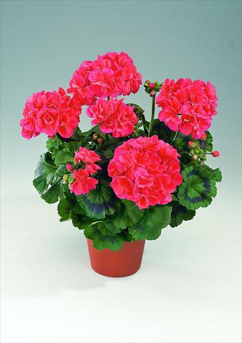 photo of flower to be used as: Pot, bedding, patio Pelargonium zonale RED FOX Savannah Coral