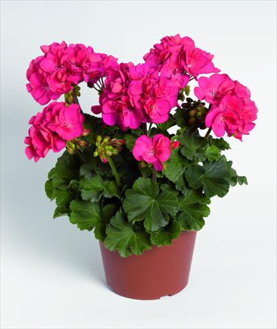 photo of flower to be used as: Pot, bedding, patio Pelargonium zonale RED FOX Savannah Punch