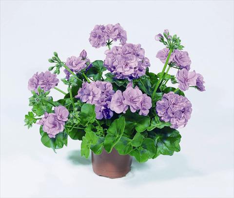 photo of flower to be used as: Pot, bedding, patio Pelargonium peltatum RED FOX Pacific Lavender