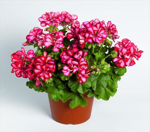 photo of flower to be used as: Basket / Pot Pelargonium peltatum RED FOX Pacific Red Star