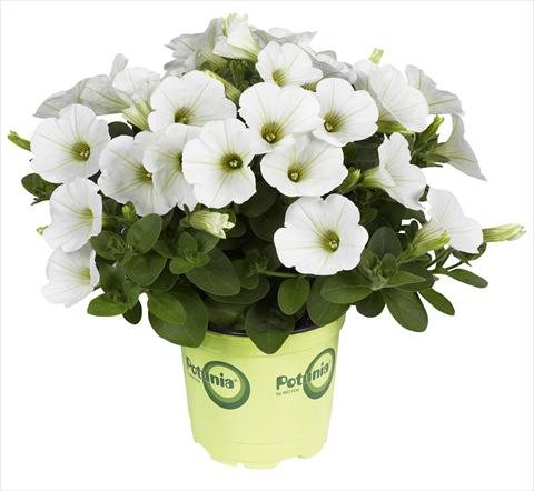 photo of flower to be used as: Pot, bedding, patio Petunia RED FOX Potunia® Piccola White