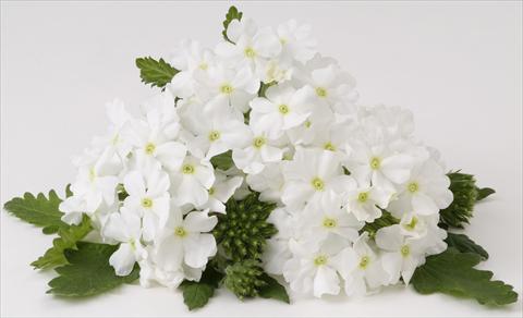 photo of flower to be used as: Pot, bedding, patio, basket Verbena RED FOX Empress White