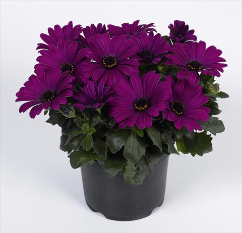 photo of flower to be used as: Pot and bedding Osteospermum RED FOX Summertime® Kardinal