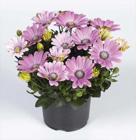photo of flower to be used as: Pot and bedding Osteospermum RED FOX Summertime® Soft Pink