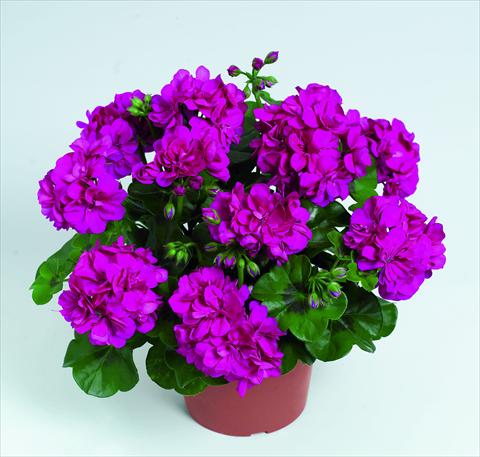 photo of flower to be used as: Basket / Pot Pelargonium peltatum RED FOX Pacific Violet