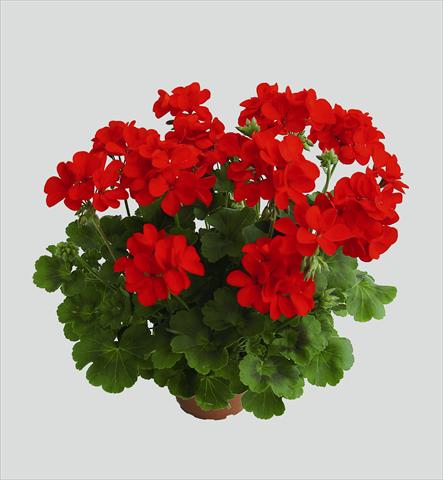 photo of flower to be used as: Basket / Pot Pelargonium interspec. RED FOX Schöne von Rheinberg