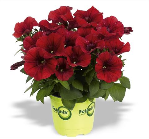 photo of flower to be used as: Pot, bedding, patio, basket Petunia RED FOX Potunia® Dark Red