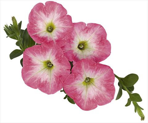 photo of flower to be used as: Basket / Pot Petunia x hybrida RED FOX Sweetunia® Strawberry Morning