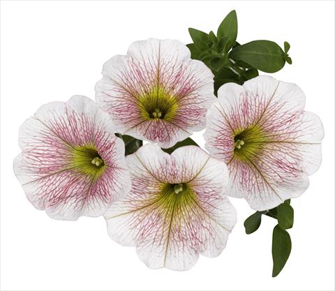 photo of flower to be used as: Basket / Pot Petunia x hybrida RED FOX Sweetunia® Caramello