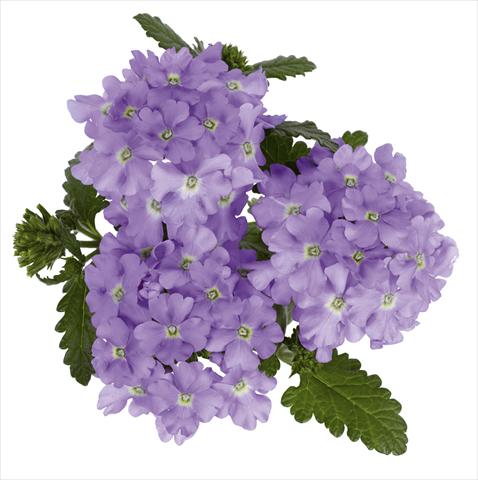 photo of flower to be used as: Pot, bedding, patio, basket Verbena hybrida RED FOX Empress Lavender