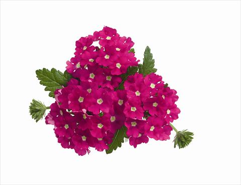 photo of flower to be used as: Bedding pot or basket Verbena hybrida RED FOX Empress Hot Pink Charme