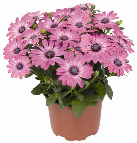 photo of flower to be used as: Pot and bedding Osteospermum RED FOX Summertime® Hot Pink