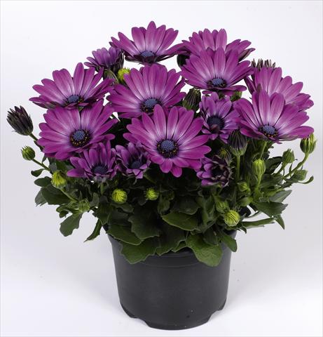photo of flower to be used as: Pot and bedding Osteospermum RED FOX Summertime® Royal Purple