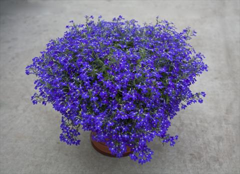 photo of flower to be used as: Pot, bedding, patio, basket Lobelia hybrida Hot Blue