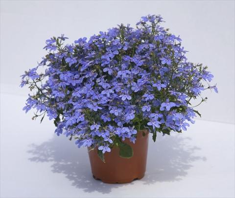 photo of flower to be used as: Pot, bedding, patio, basket Lobelia hybrida Hot Waterblue