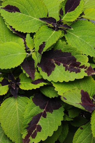 photo of flower to be used as: Pot and bedding Coleus Chocolate Splash