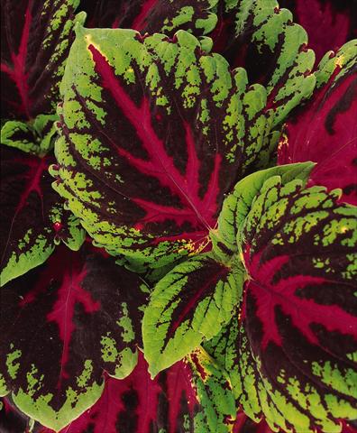 photo of flower to be used as: Pot and bedding Coleus Kong Red